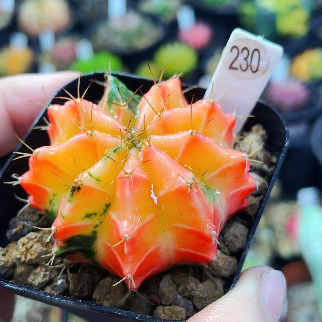 非偏远地区满25包邮裸根仙人球