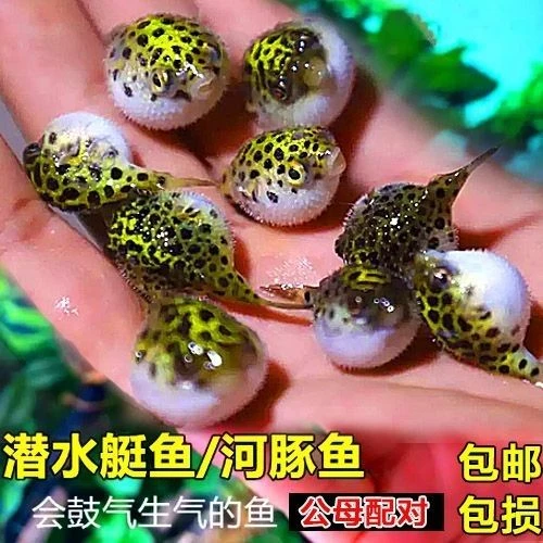 淡水好养活会鼓肚子的金娃娃河豚潜水艇鱼呆萌可爱活体观赏鱼