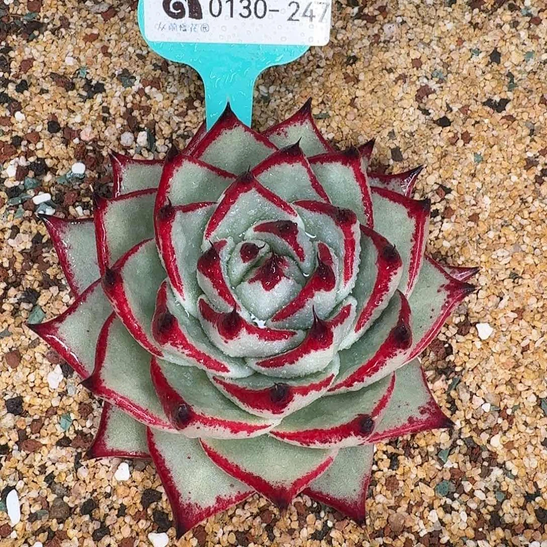 从前慢花园多肉0130-247