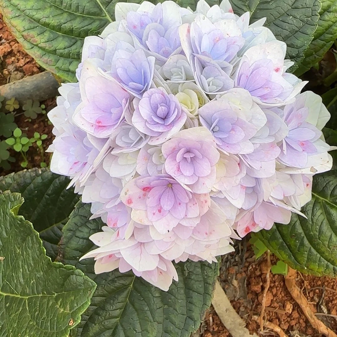 绣球切花一物一拍3枝起包邮，89