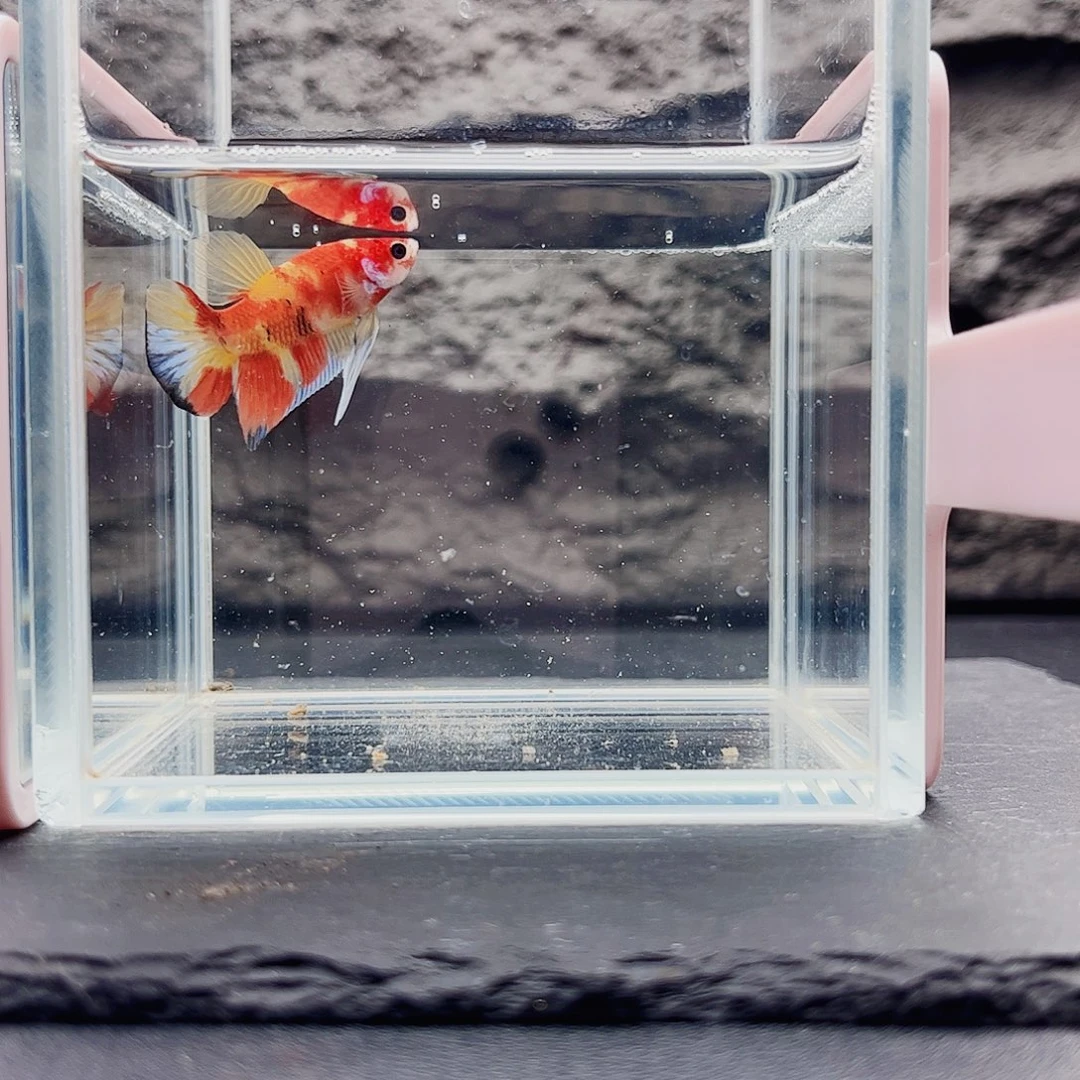 海水鱼宙斯斗鱼竞拍11-11