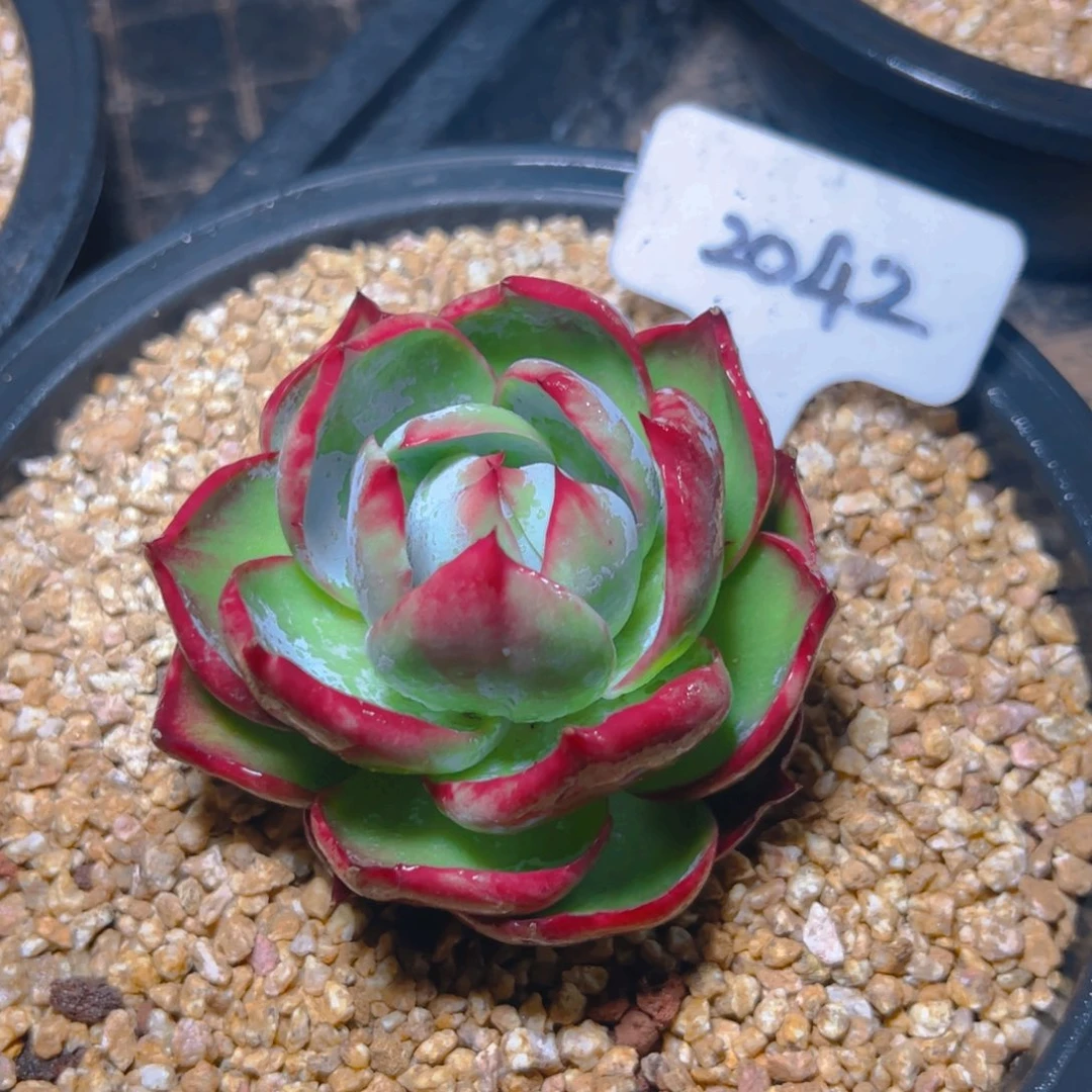 惊鸿仙子一物一拍2042号