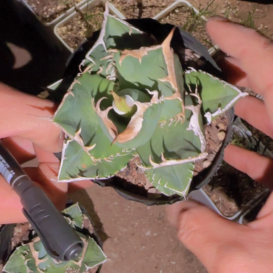 炮*块根植物块根植物