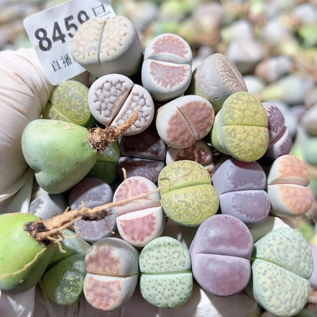 8459 好养易活生石花大母本25个下播福利