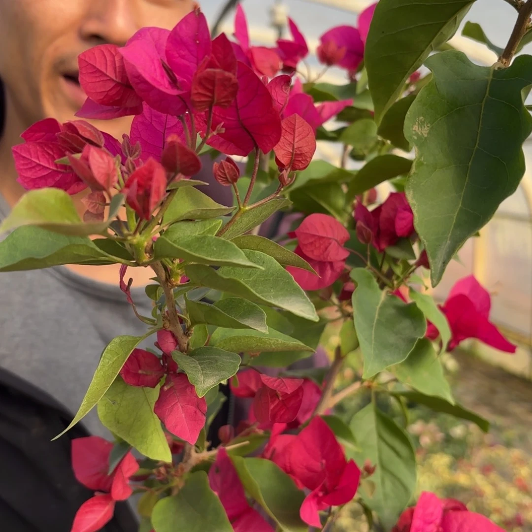 全部花苞（绿叶蓝月亮）三角梅会落花落叶会光杆苗有大有小