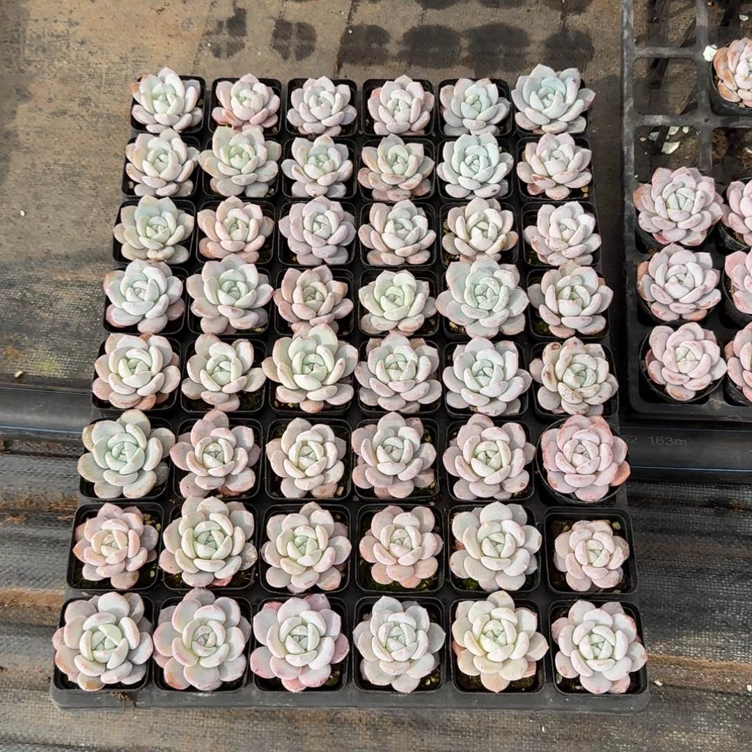 奶盖一盘量拍15-175