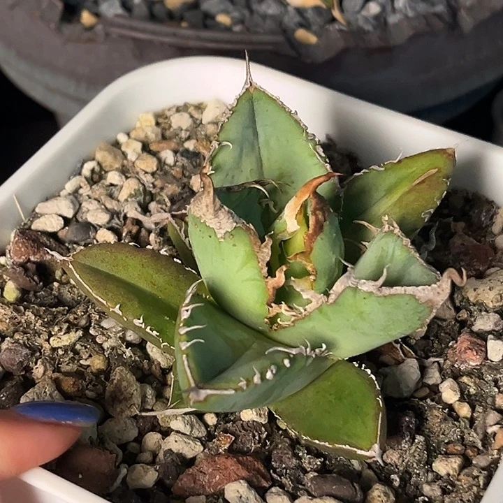 无花朵龙舌兰仁王冠繁星