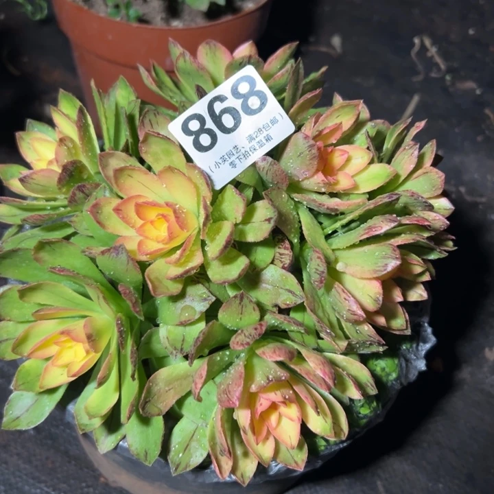 福**赵868多肉植物荷花