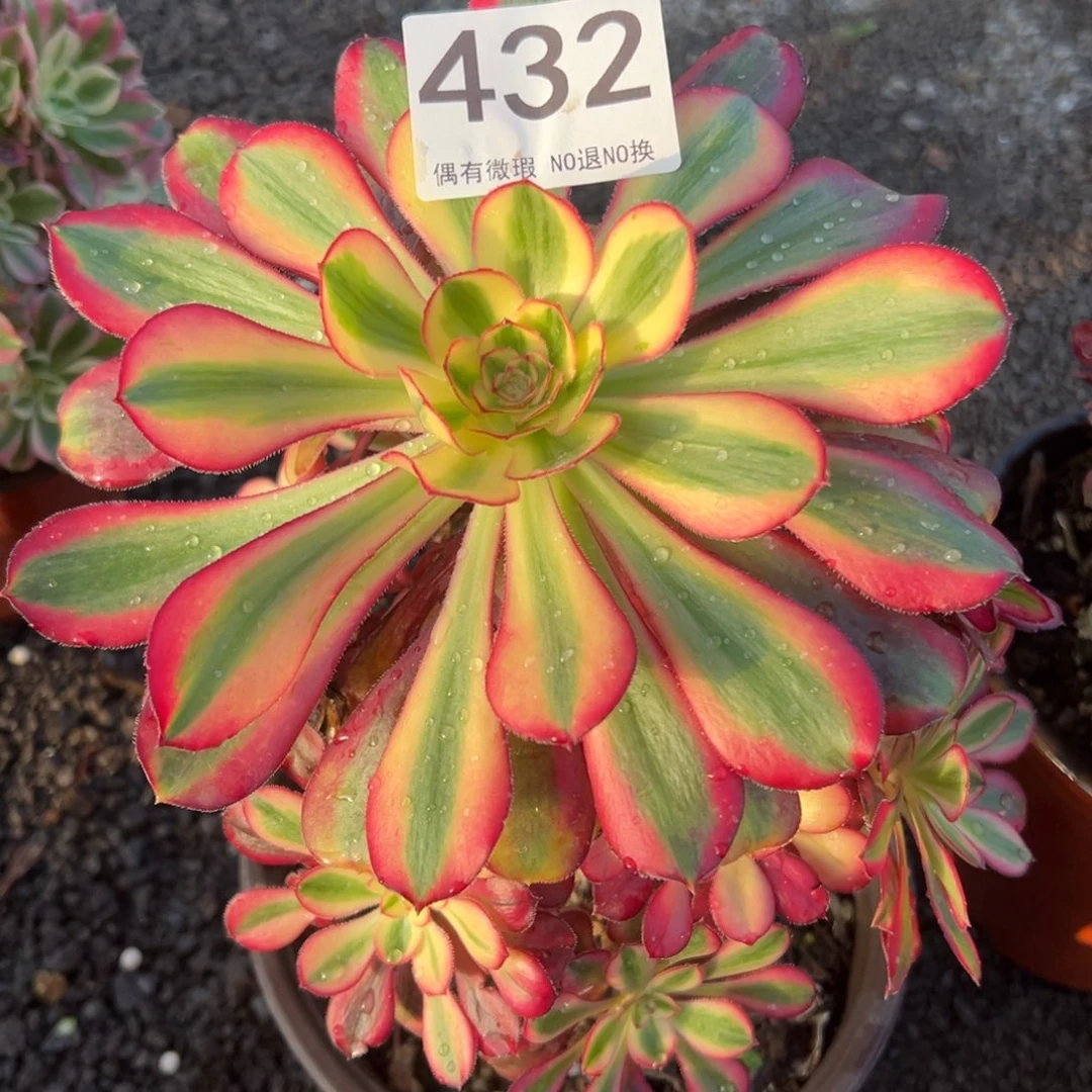 我是真的很喜欢这个