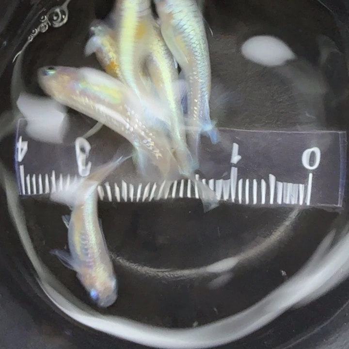 青鳉鱼粉赤壁23号