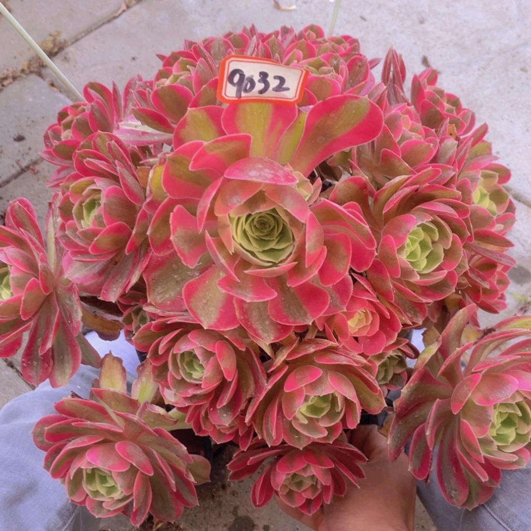 粉女郎老桩手捧9032