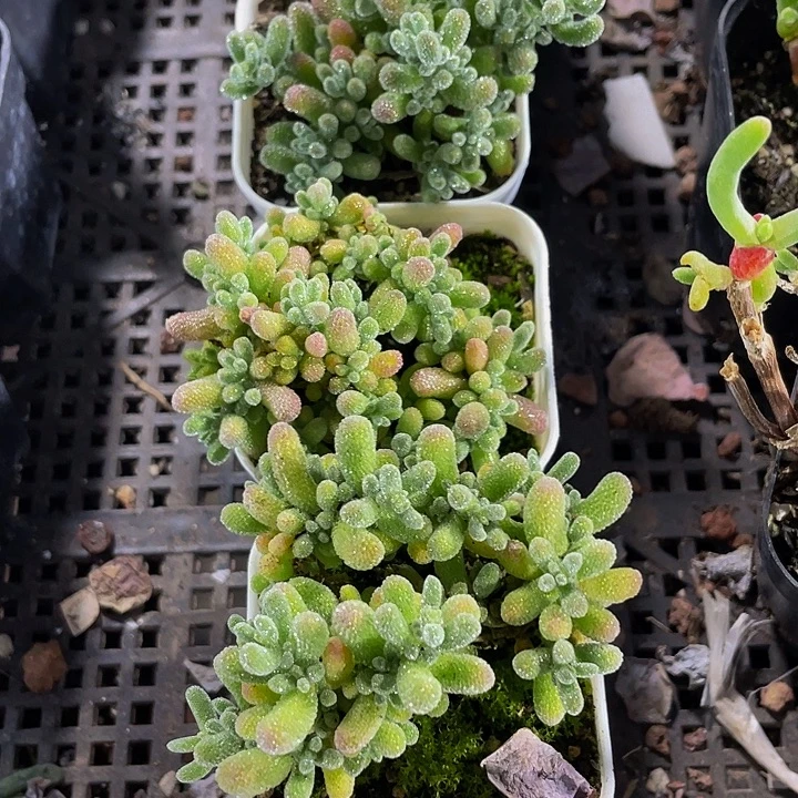 冰晶糖球带盆土发