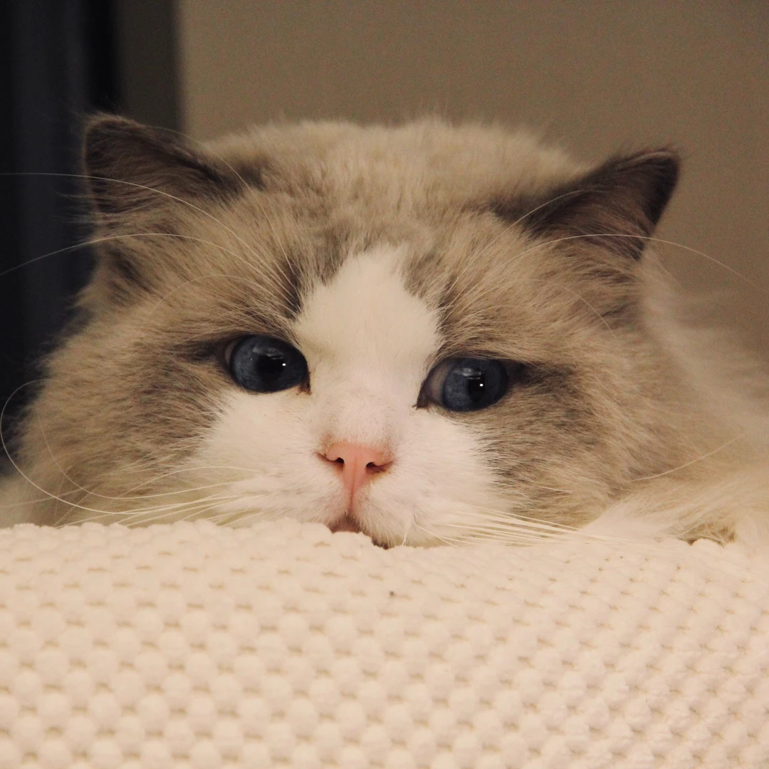 黑罹夫布偶猫舍浙江非传统系甜美系布偶猫全款通用链接