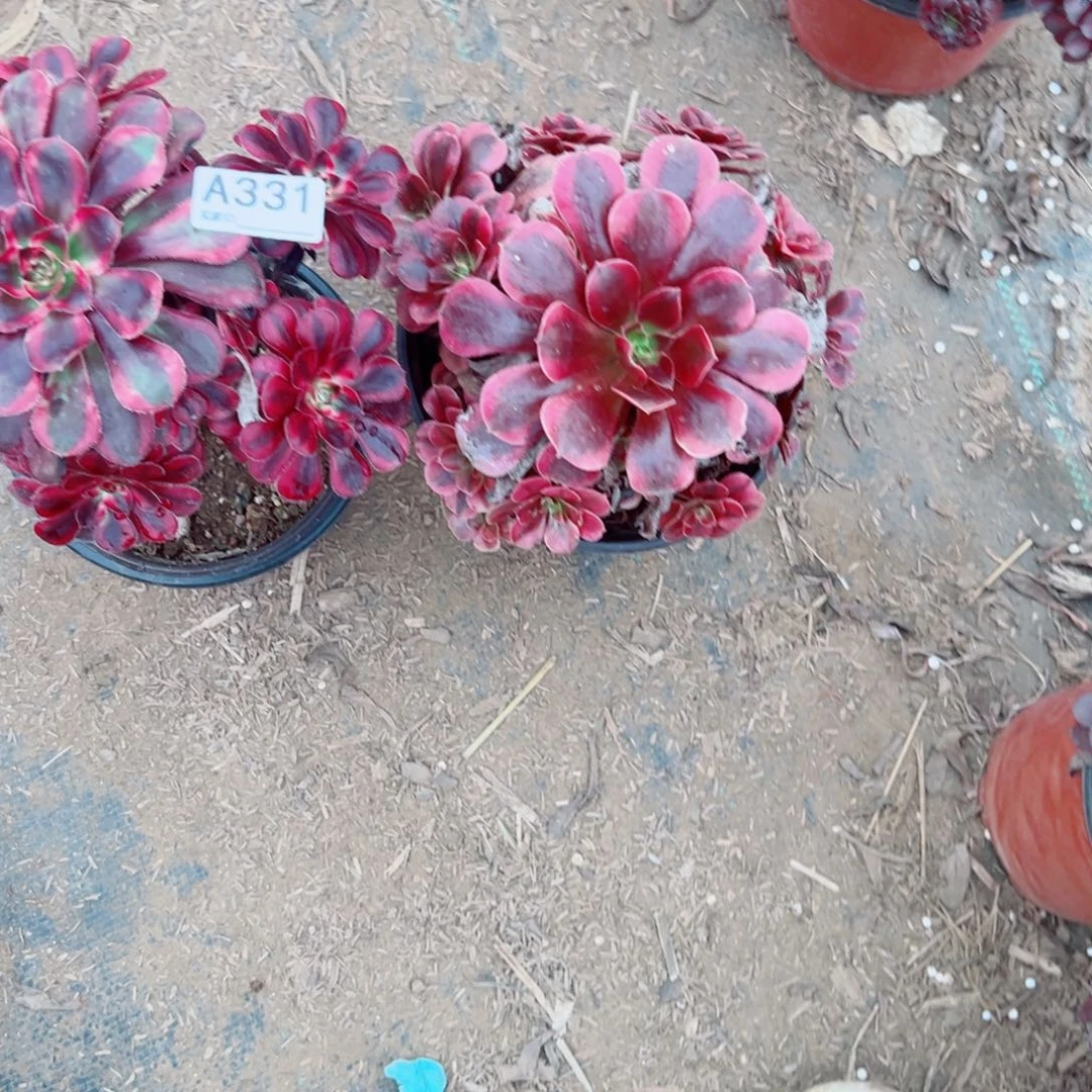 辉***辉331两颗组合多肉植物法师