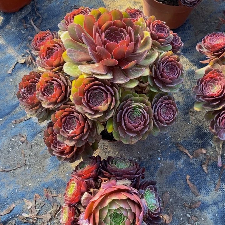 红魔加黑魔一组多肉植物