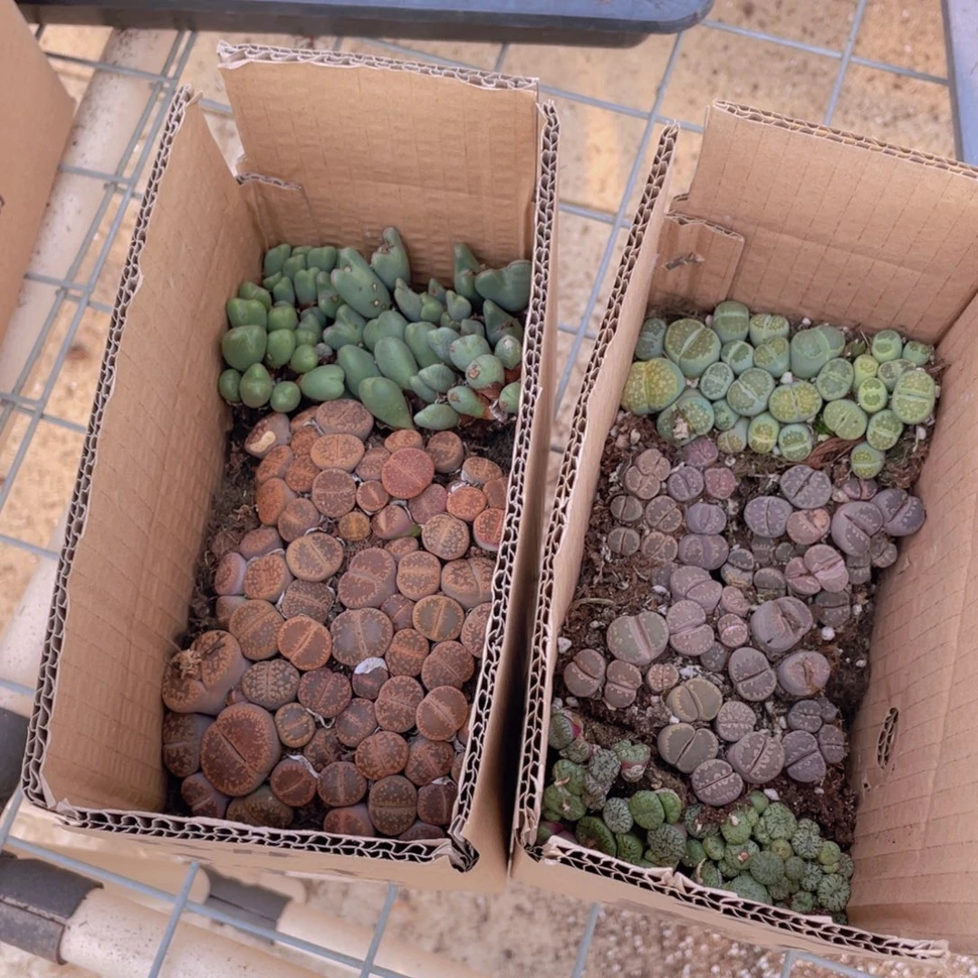 一箱拼箱88888888