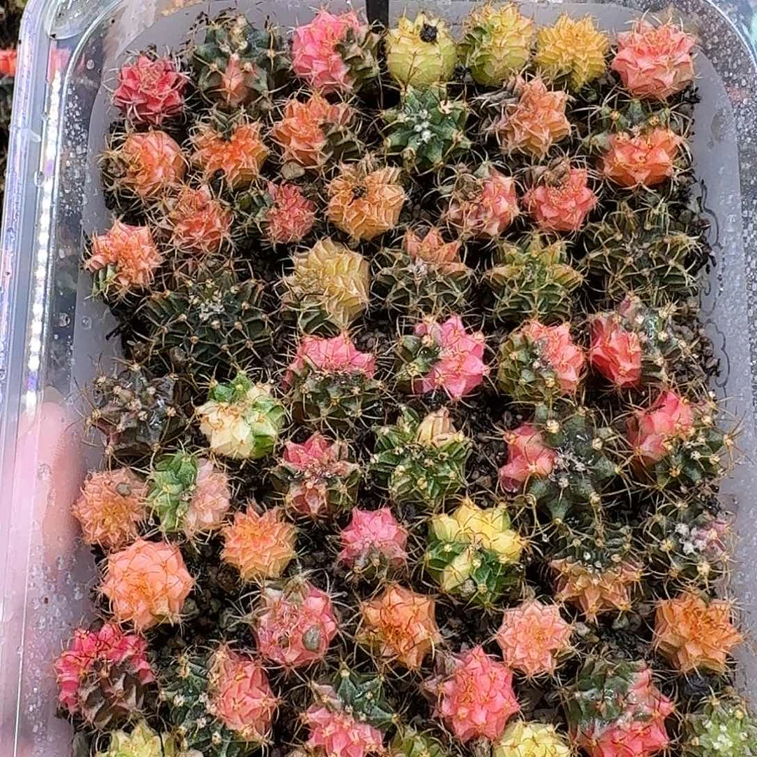 顺***心米哈实生自然锦92