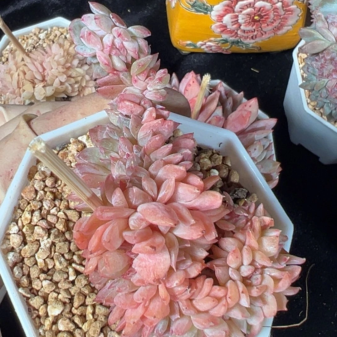 新年快乐 新年快乐 新年快乐