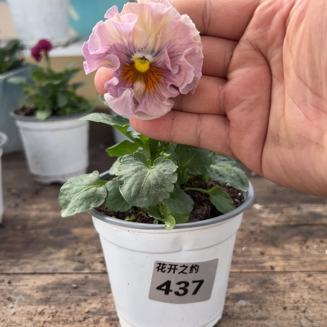 【闪购商品】完全开放437号