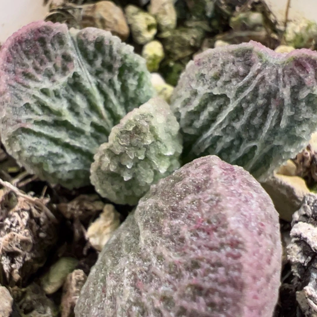 T***y网格倒刺实生新品多肉植物水泡多肉植物