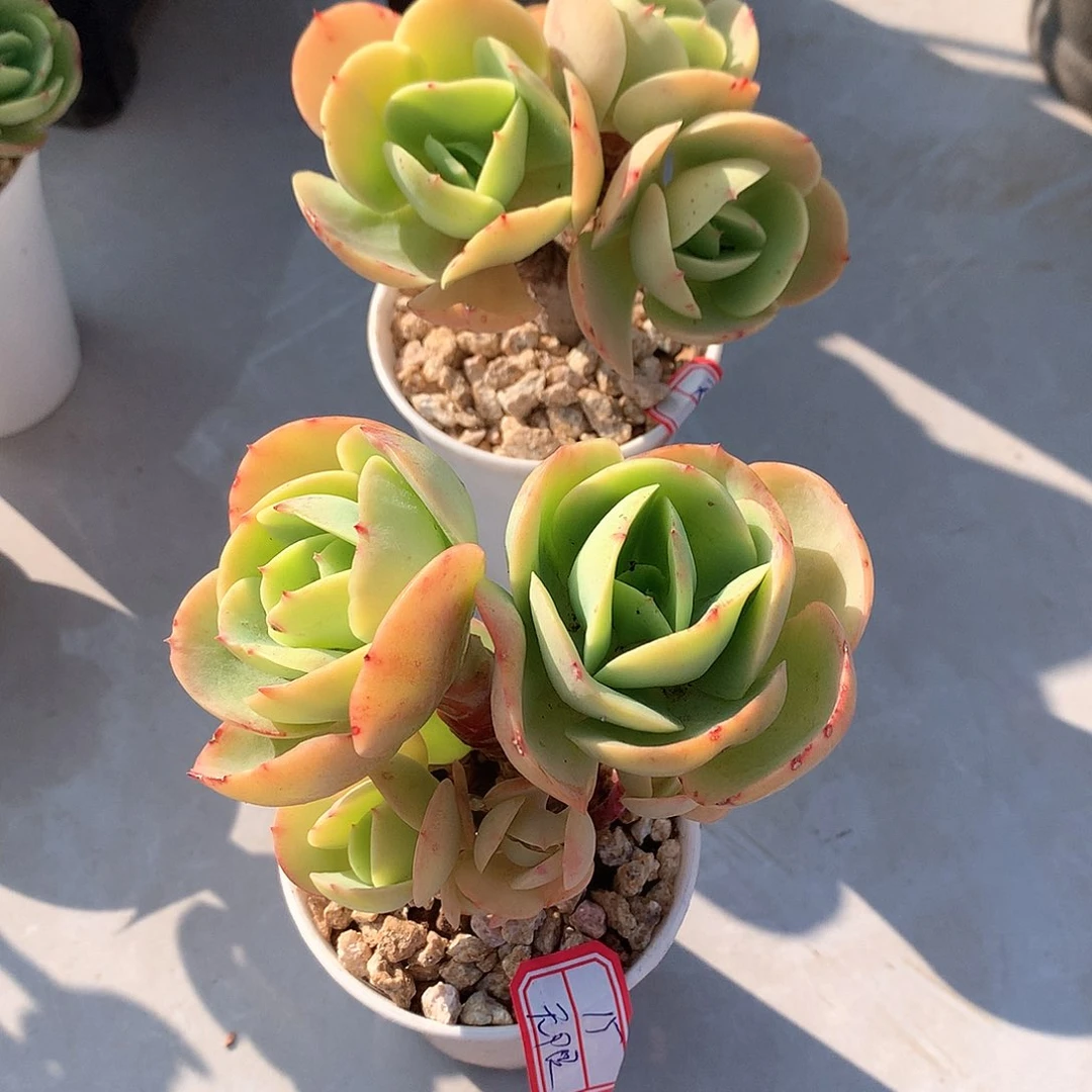 鸡蛋碧桃多肉两颗