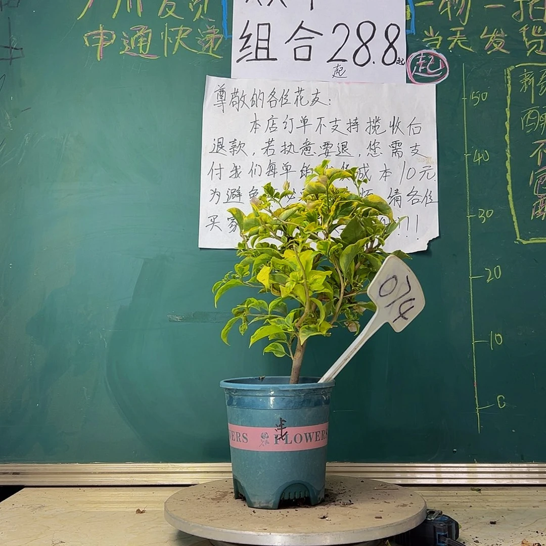 当前无花栽培后可以开花金边浅紫074