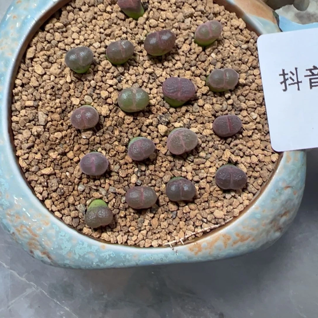 28-02量拍黑眼豆豆风铃一颗
