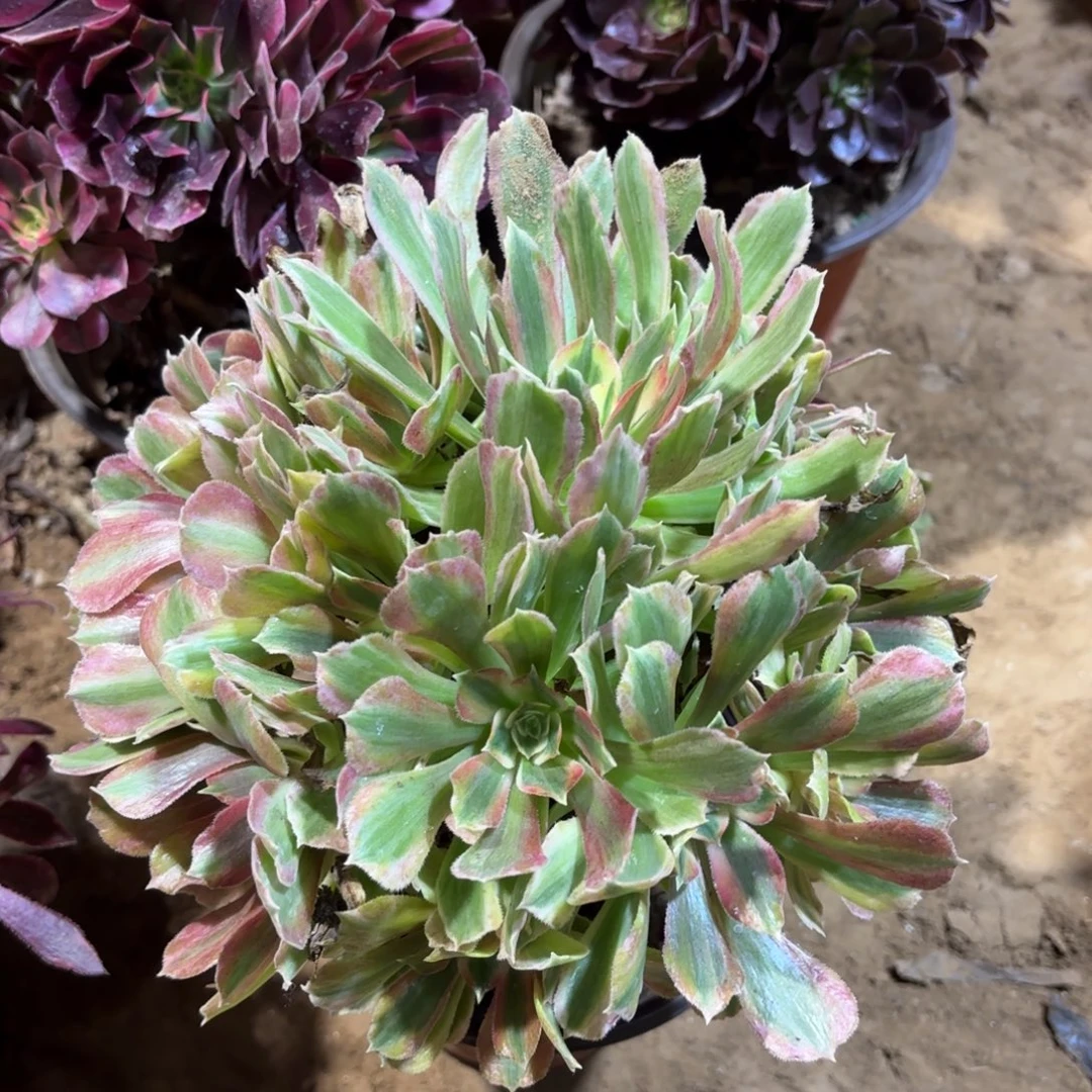 光辉9.9法师木质老桩