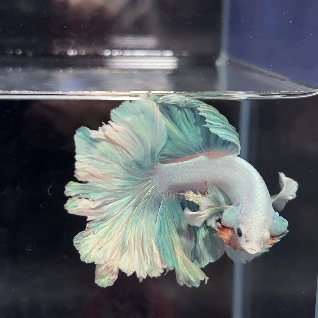 斗鱼13号小飞象绿蝶花瓣