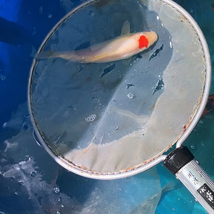 锦鲤纯种血统锦鲤观赏鱼