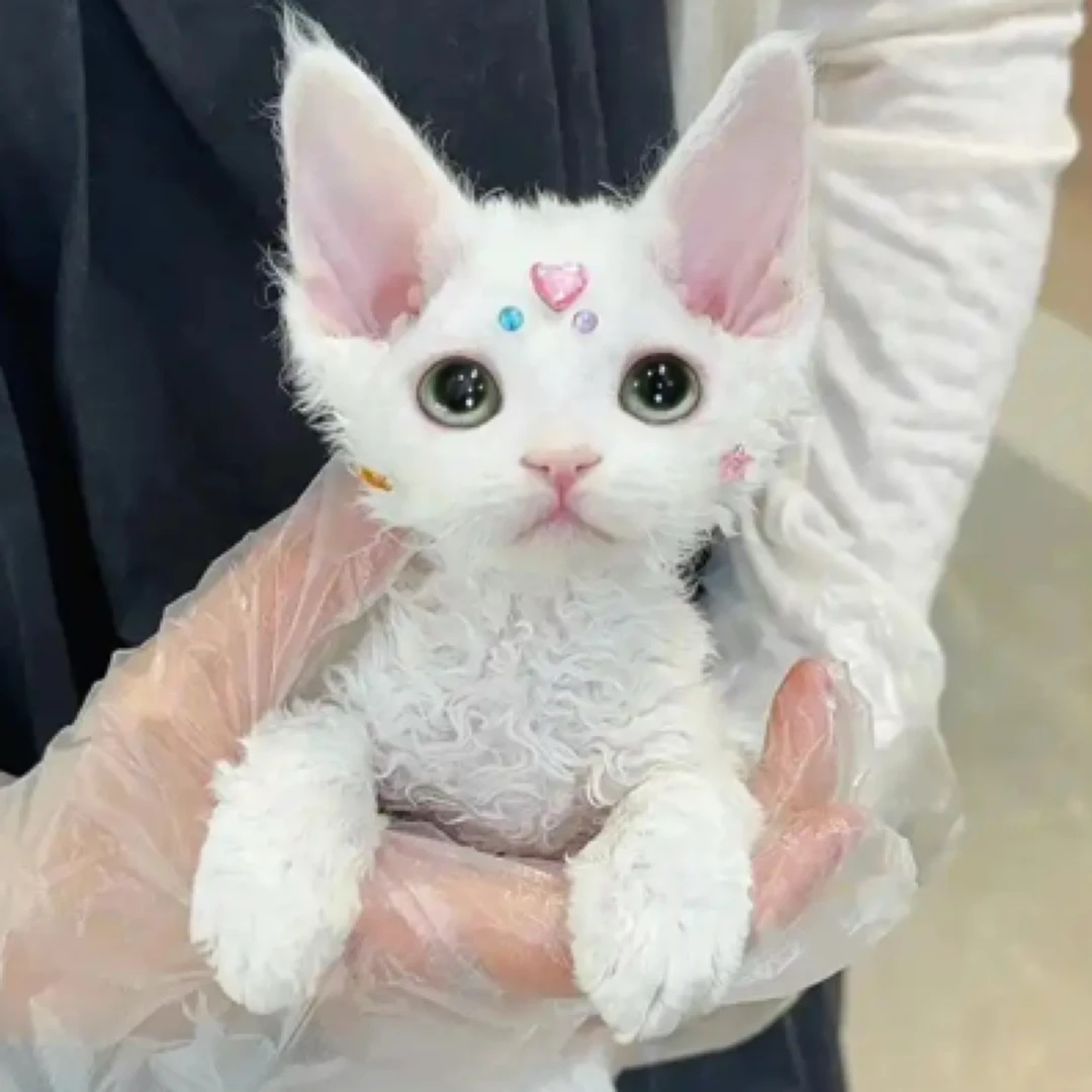 棉花糖德文卷毛猫黑白开脸 蓝白 咖白纯白纯黑三花重点妹妹弟弟