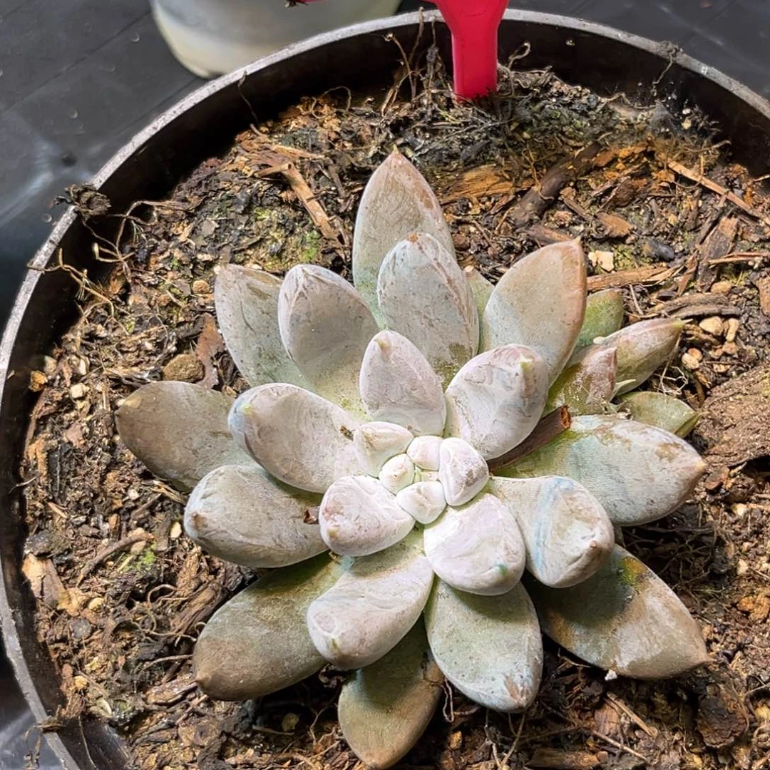 多肉植物大魔王227