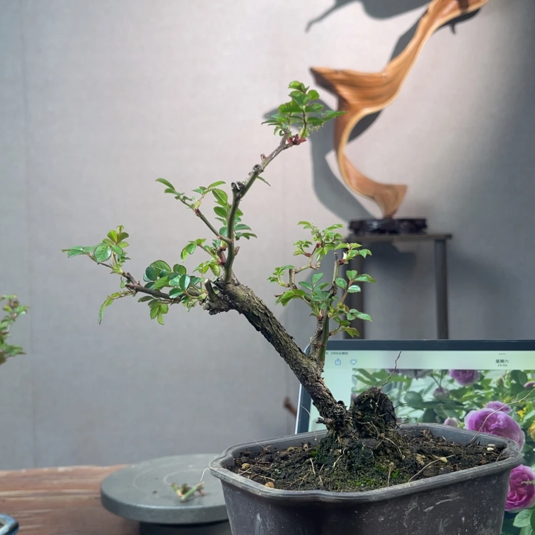 微月季盆景11111潇***歇