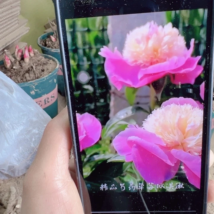当前无花栽培后可以开花冰淇淋