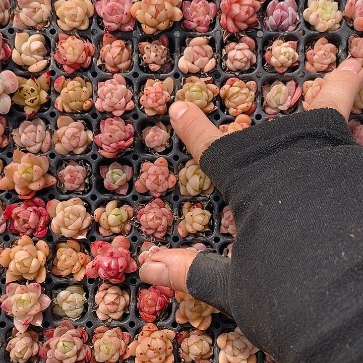 366-367 多肉植物盆栽花卉植物