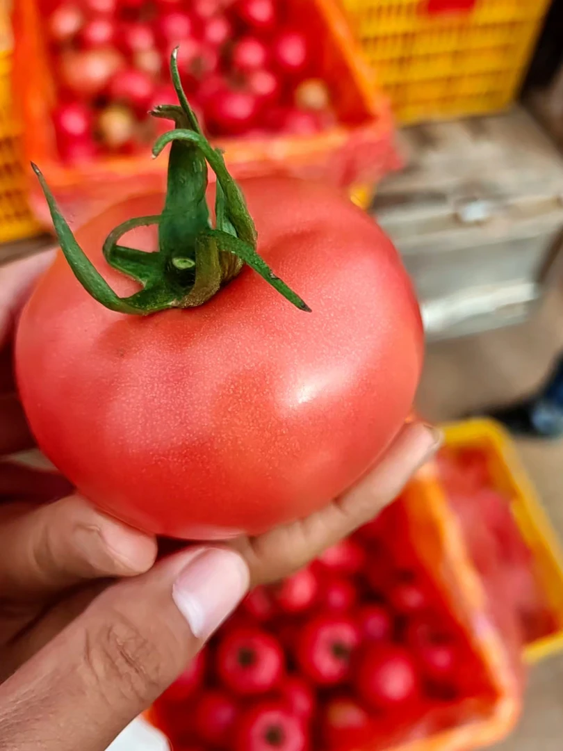 元谋露天精品西红柿