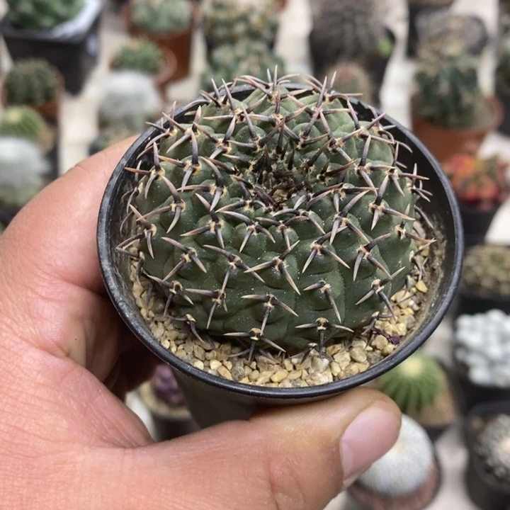 实生黑刺凤头特价