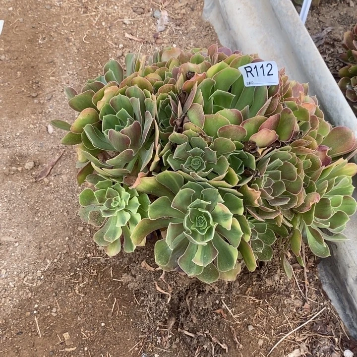 112香妃多肉植物法师