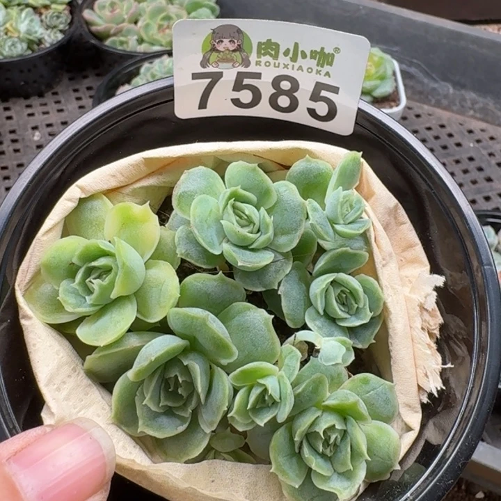 多肉植物多肉植物