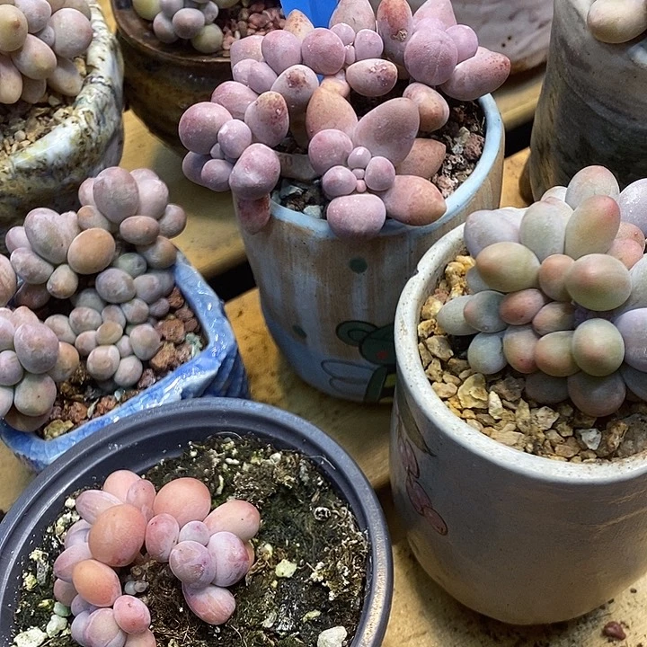 奶杂四颗794号的啊啊啊多肉啊啊啊