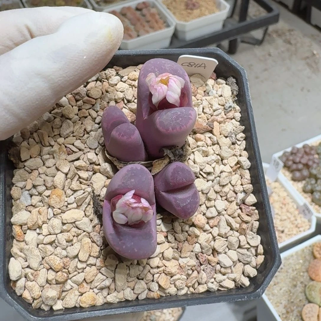 煮**茶0113-49红大内生石花