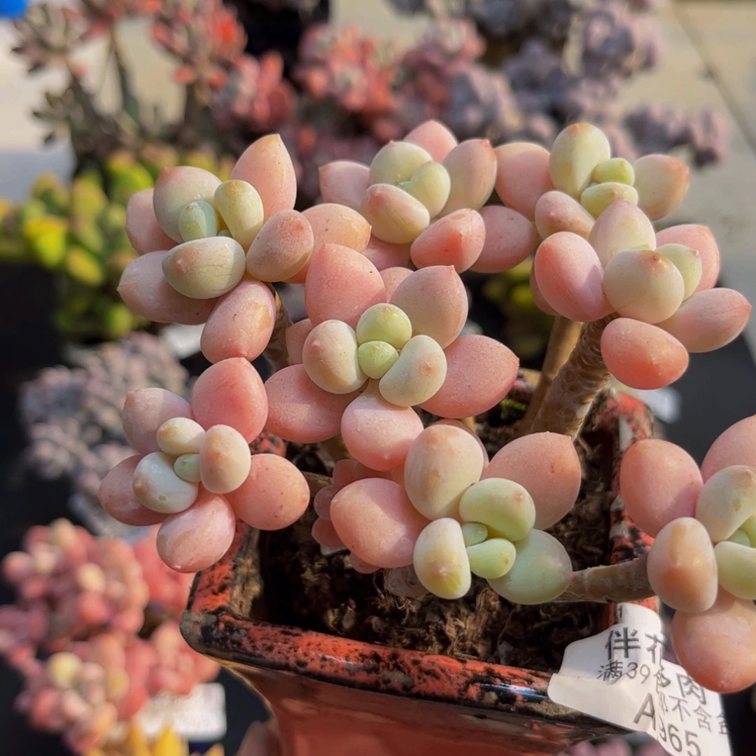 965香水洛神10cm多肉植物