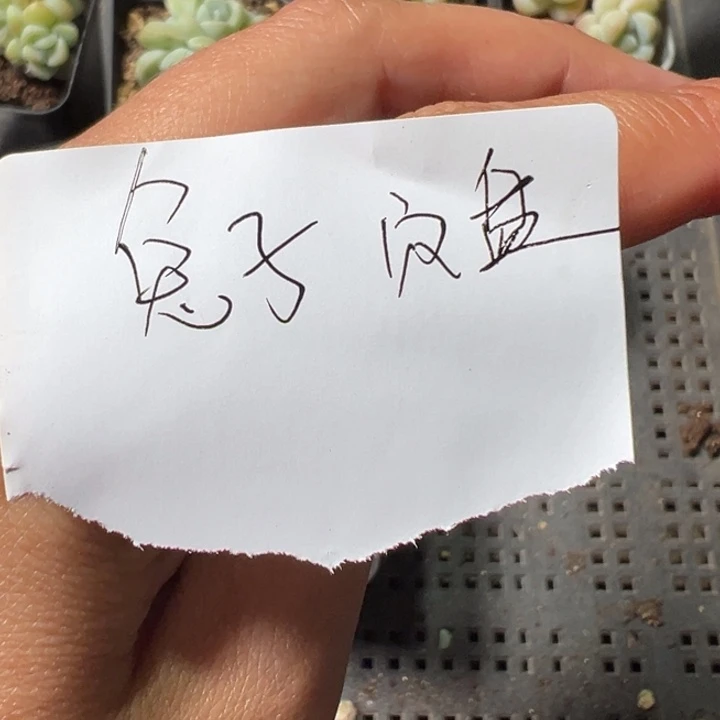 兔子一物一拍专拍