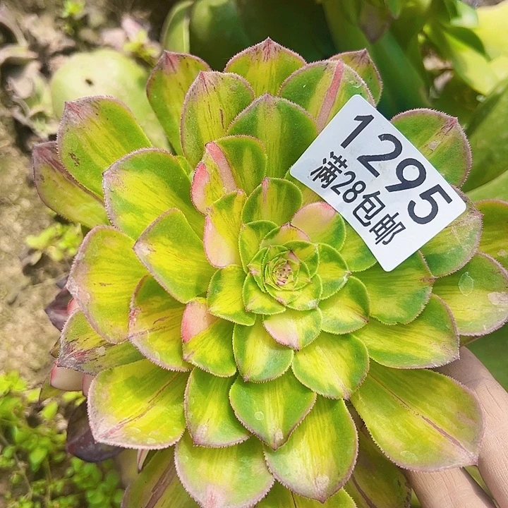 光****8知否1295 多肉植物法师