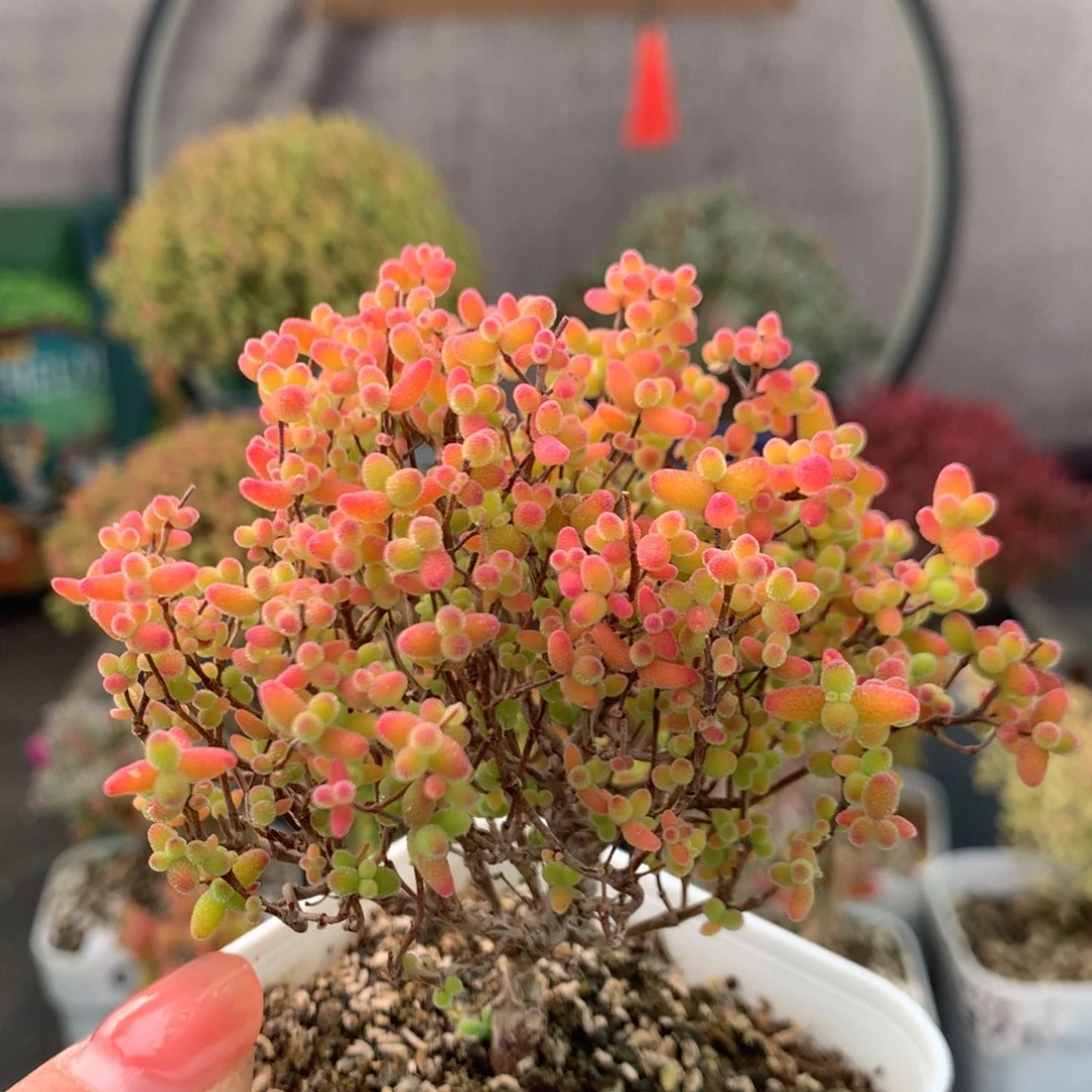 660蜜橘糖球