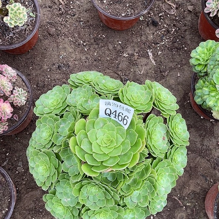 466红心沙拉碗多肉植物