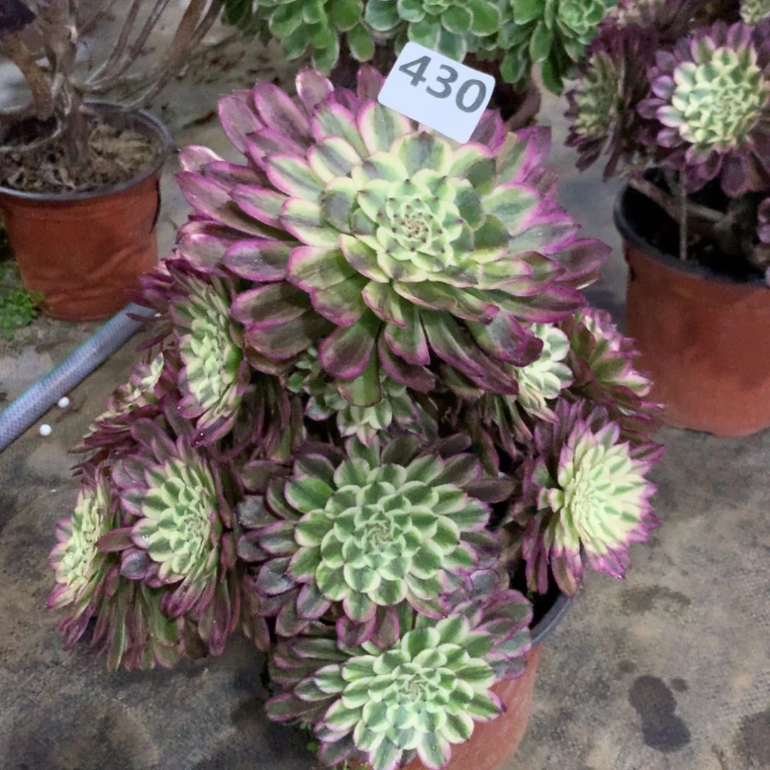 【闪购商品】430琉璃