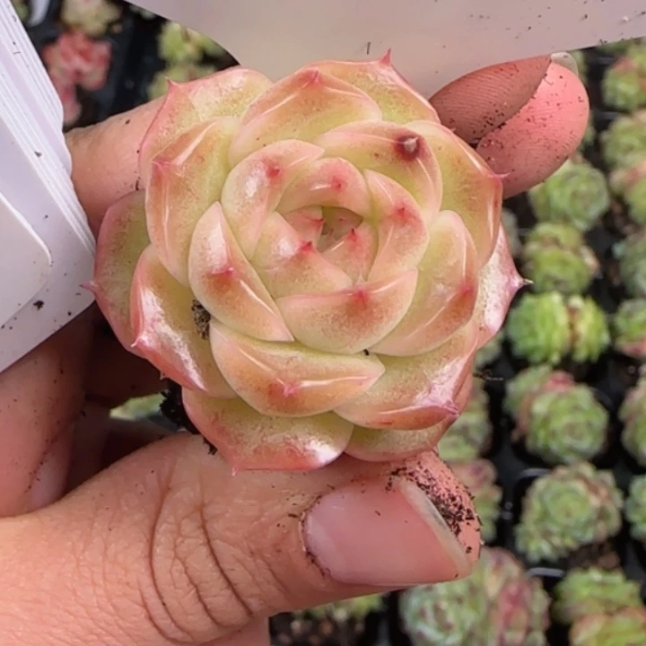 169号包子麦秆粉底拍一发1