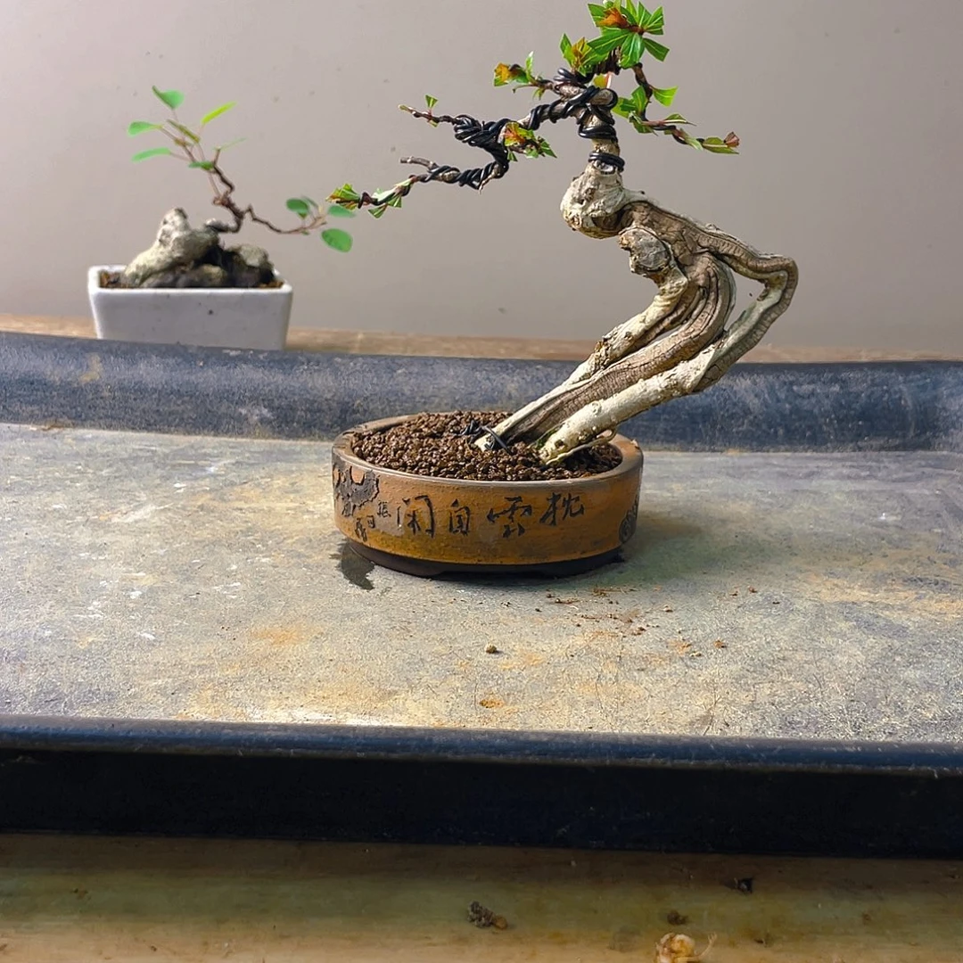 牧***逢无花朵水杨梅花开富贵吉祥