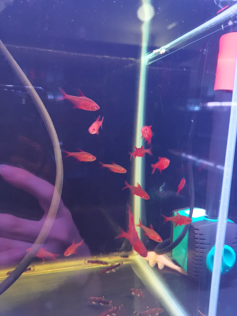 甜心柠檬灯科鱼2条1cm+(凑三单发货)